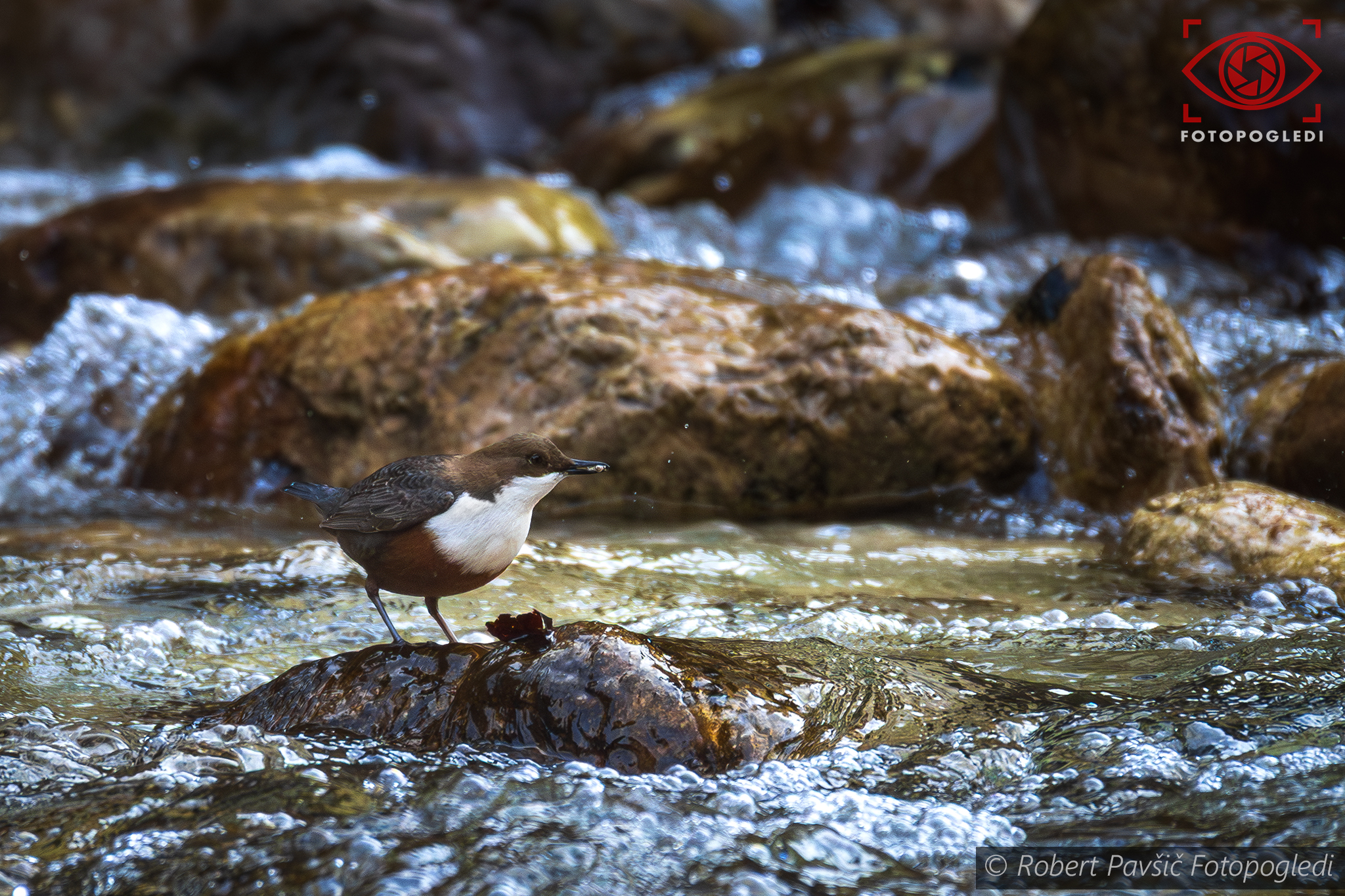 Cinclus cinclus
