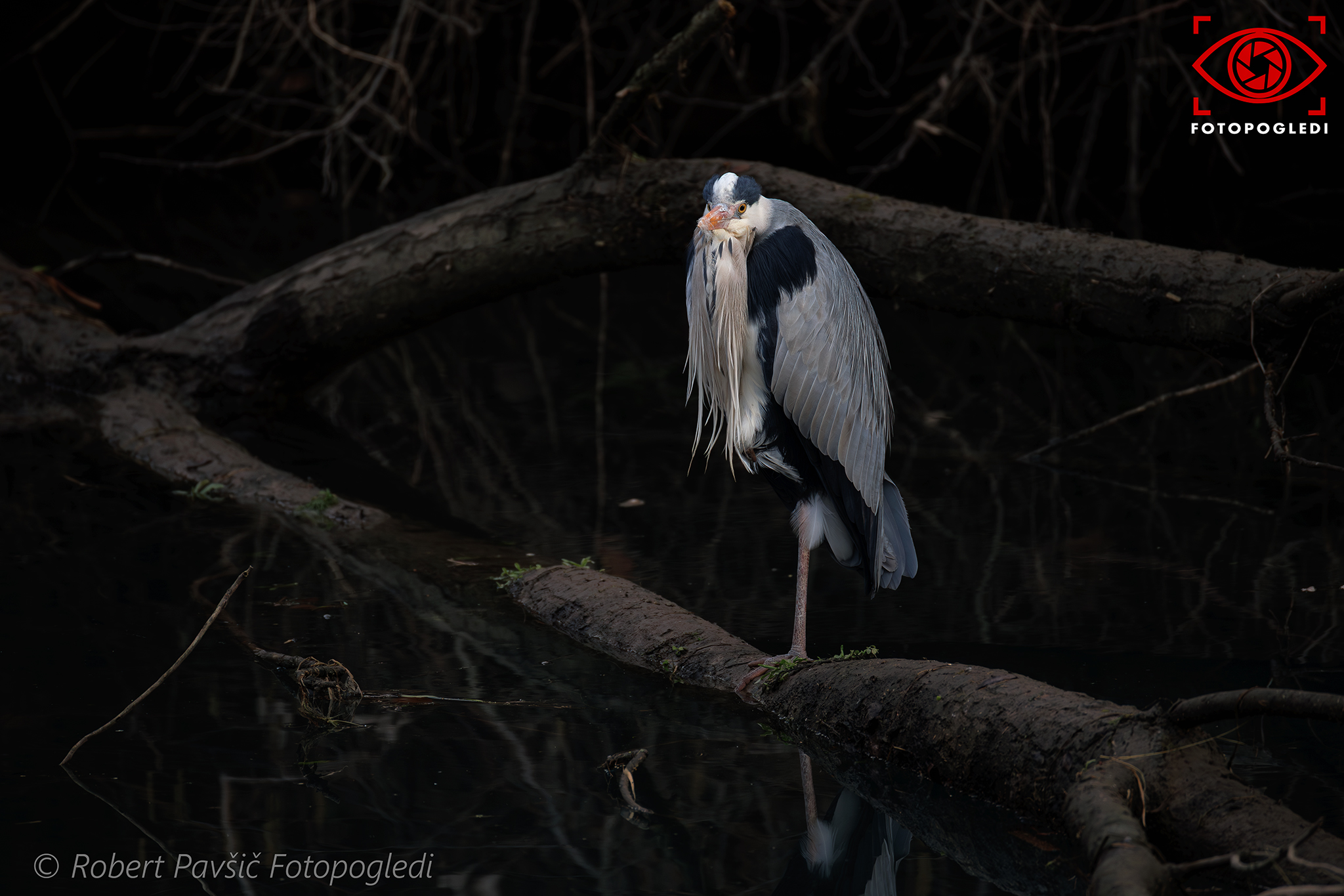 Ardea Cinerea