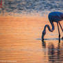 Flamingo Delight