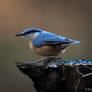 Wood Nuthatch - Sitta Europaea