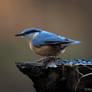 Wood Nuthatch - Sitta Europaea
