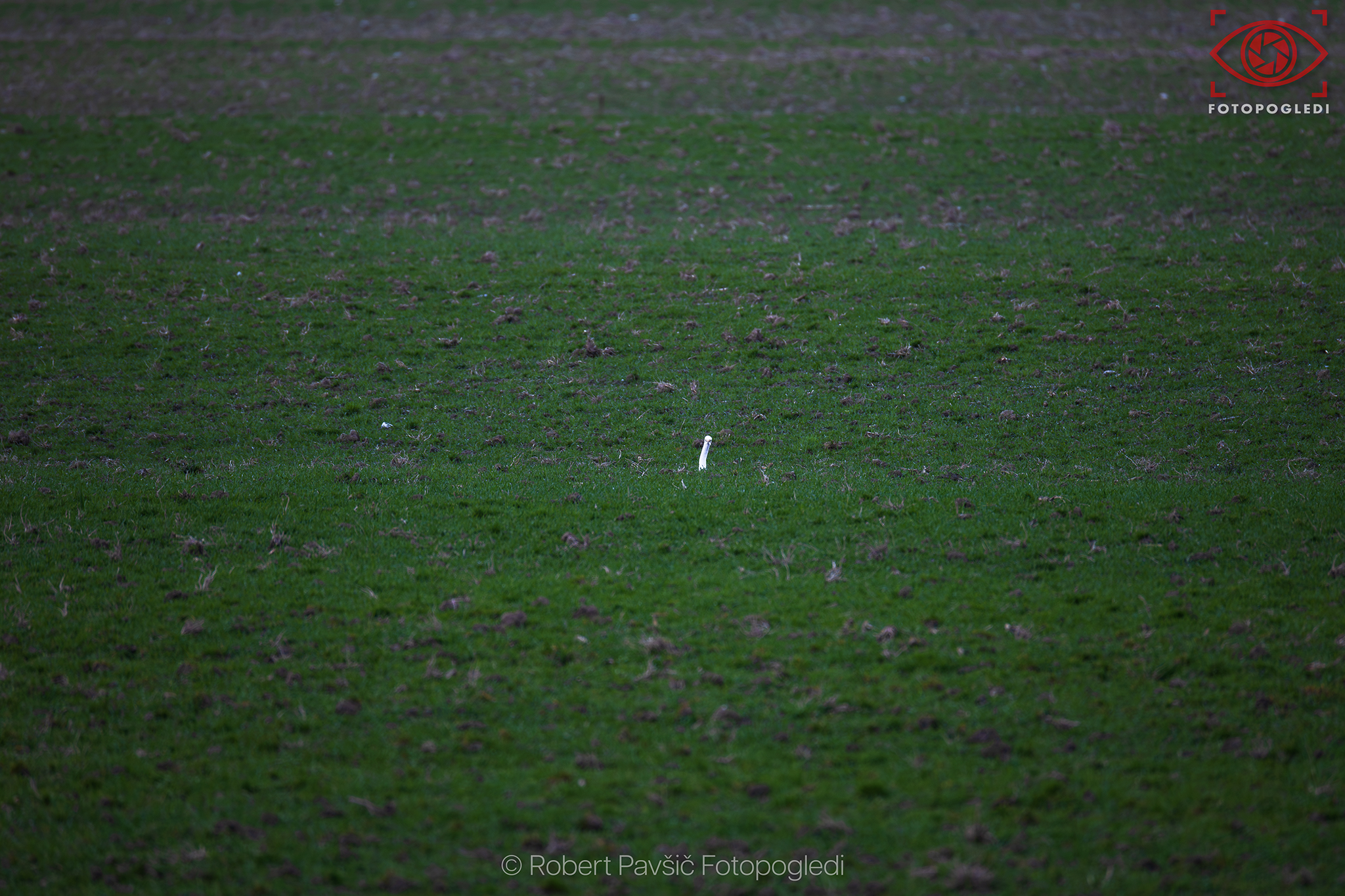 Birdwatching Simplicity