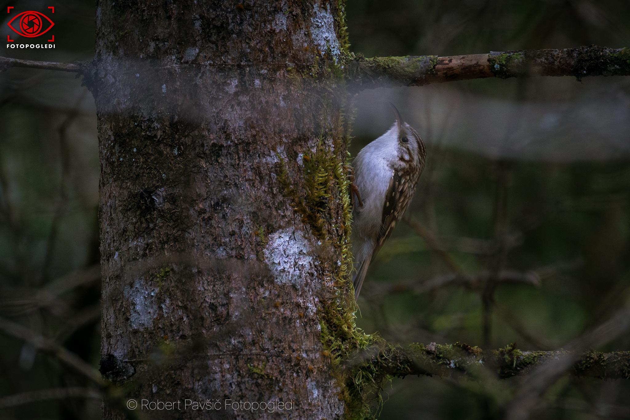 Eurasian treecreeper - Certhia familiaris