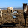 Camargue Family