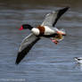 Another photo of a Duck