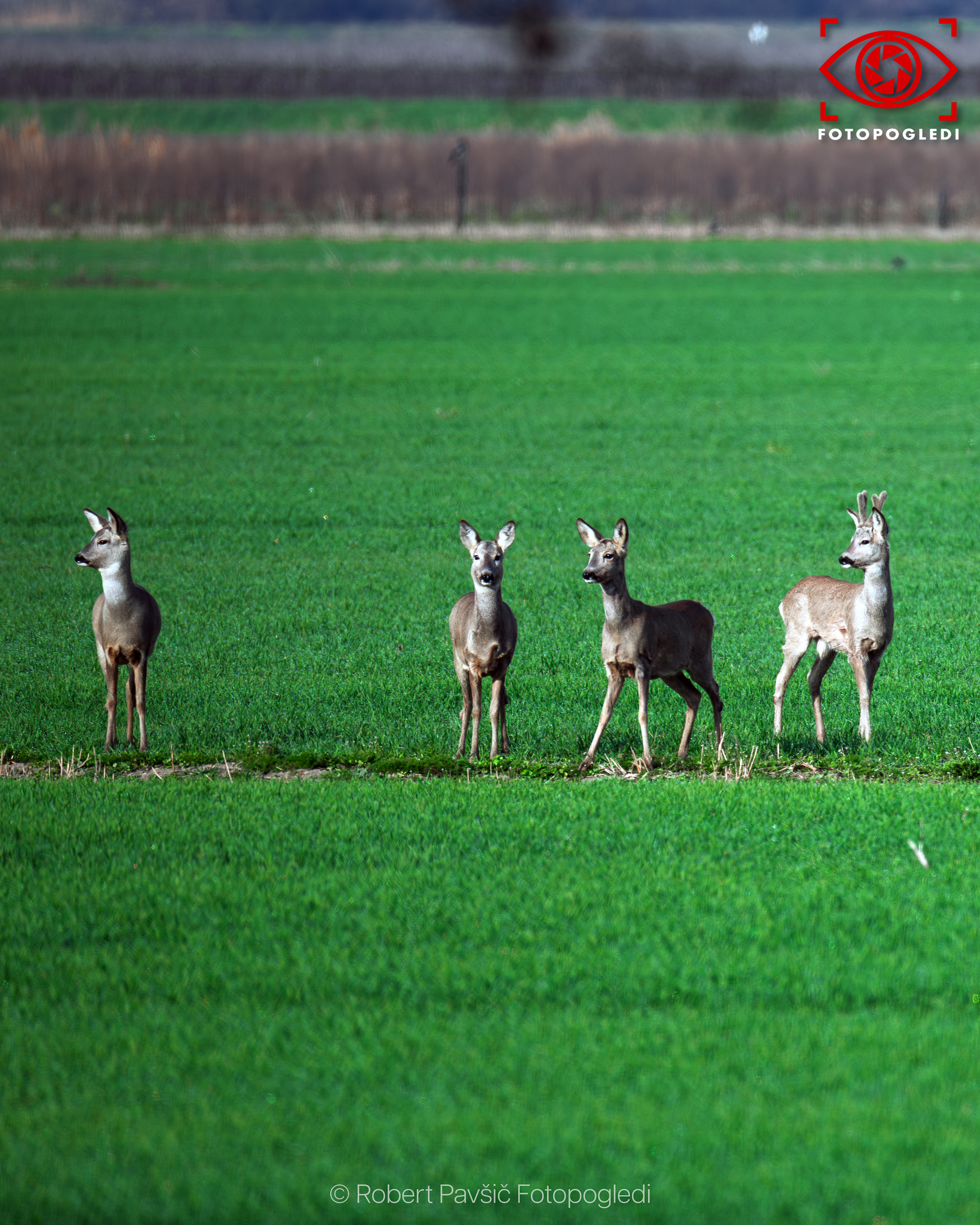 Almost city wildlife