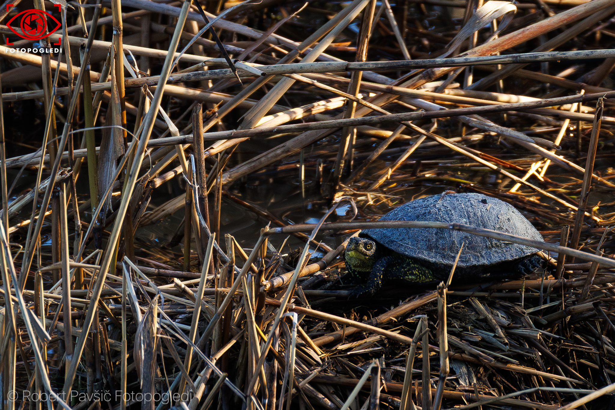 Emys orbicularis - European pond turtle