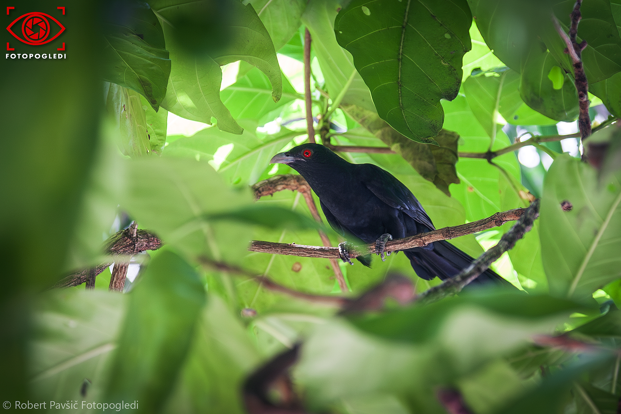 The Asian Koel