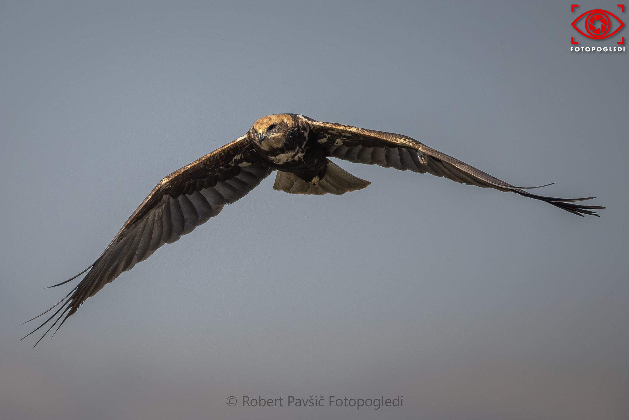 Western Marsh Harrier - Circus Aeruginosus