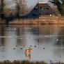 Morning moments of wildlife