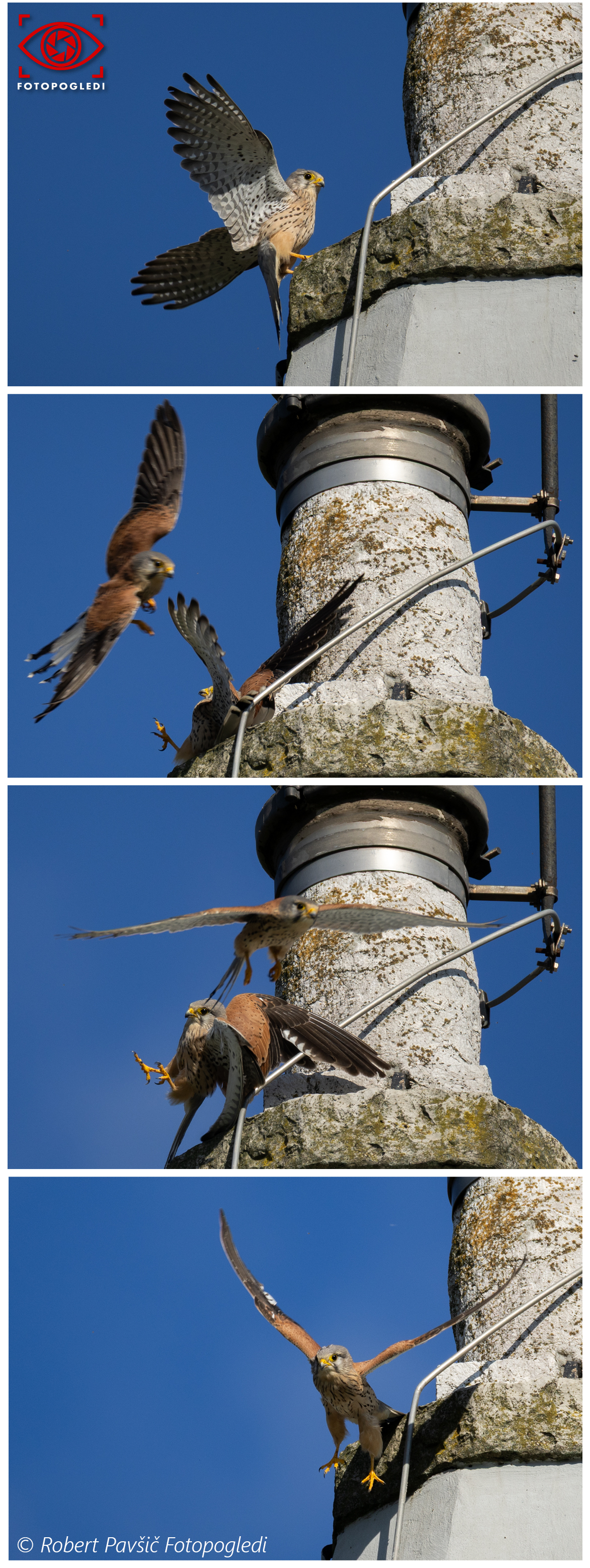 Common Kestrel