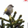 Parrot Crossbill - Loxia Pytyopsittacus