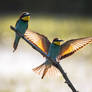 Merops Apiaster