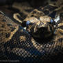 Python Regius