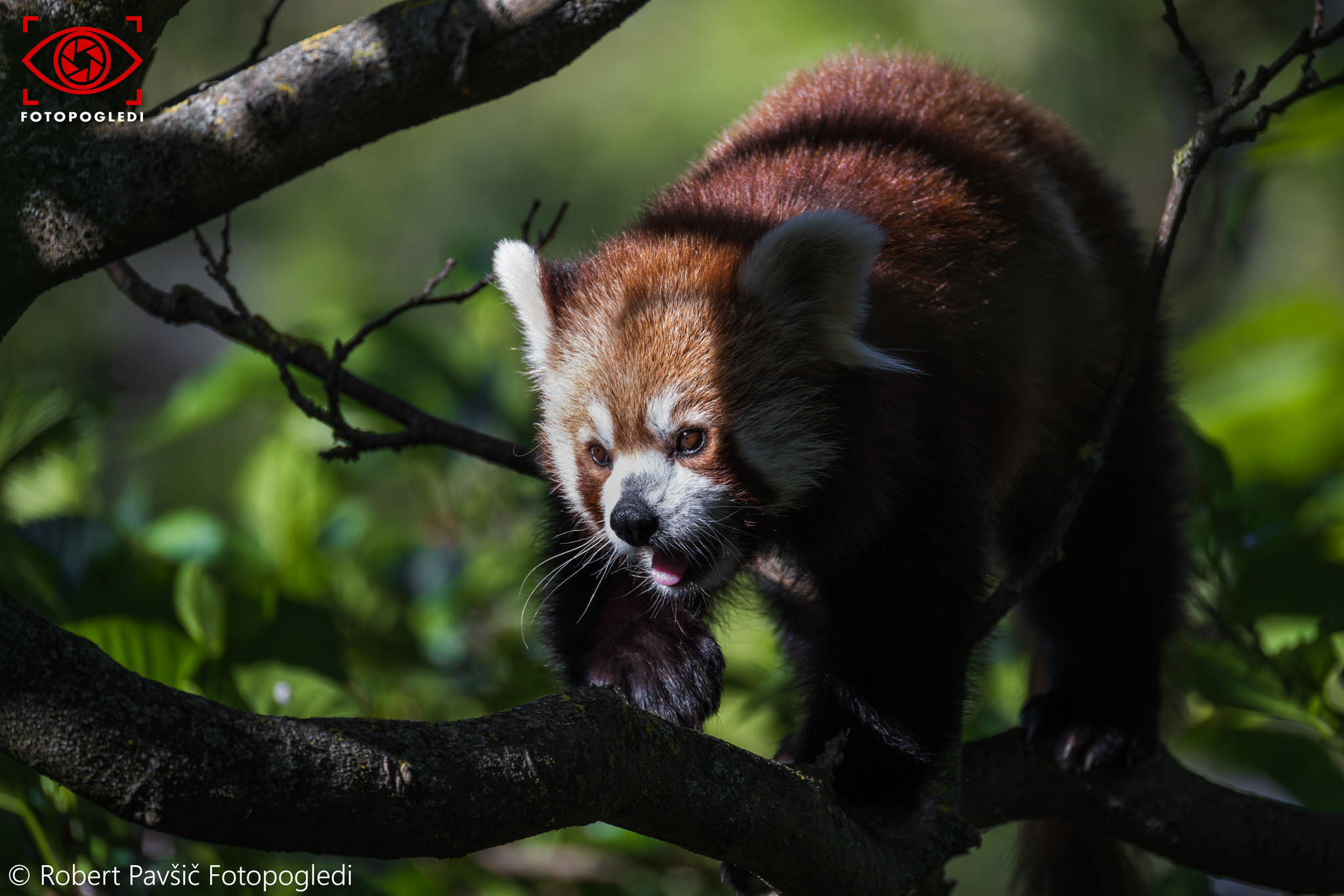 Red Panda - Ailurus Fulgens