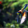 European bee-eater