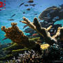 The Majestic Underwater life