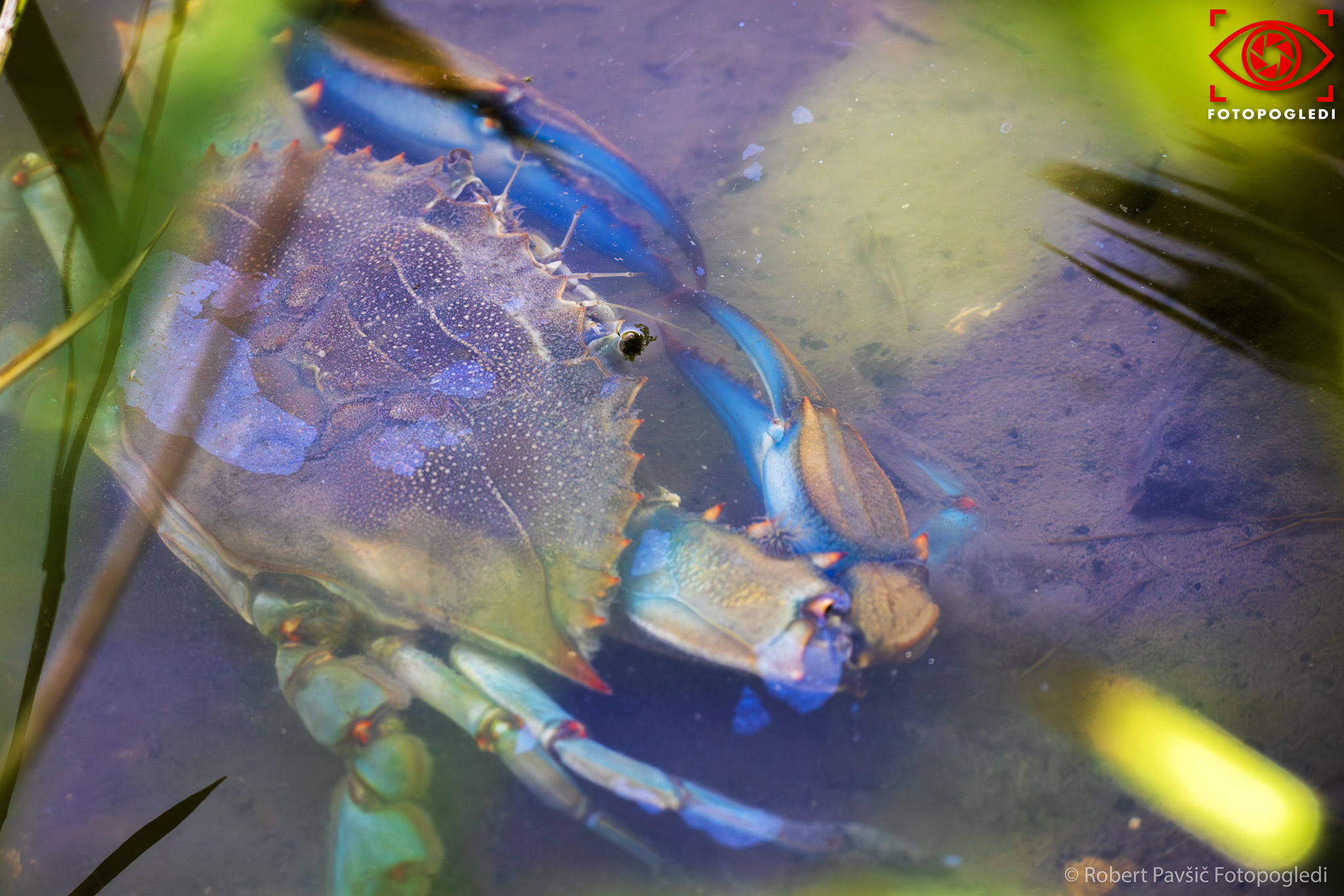 Maryland blue crab - Callinectes sapidus