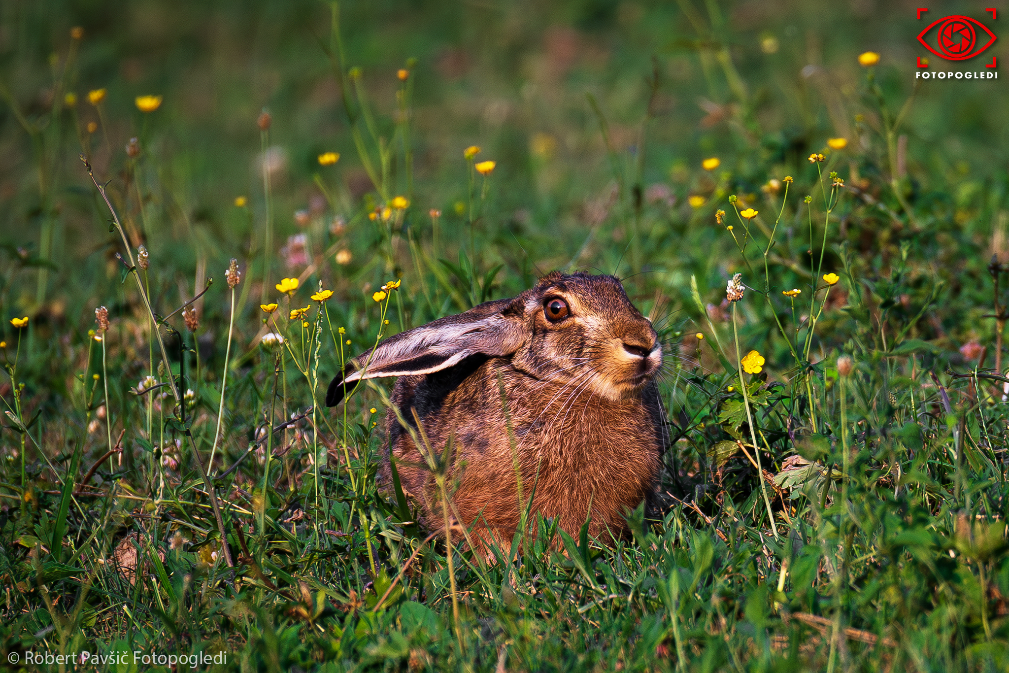 Just a Rabbit