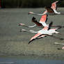 Flamingos Again