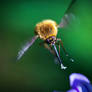 Bombylius Major