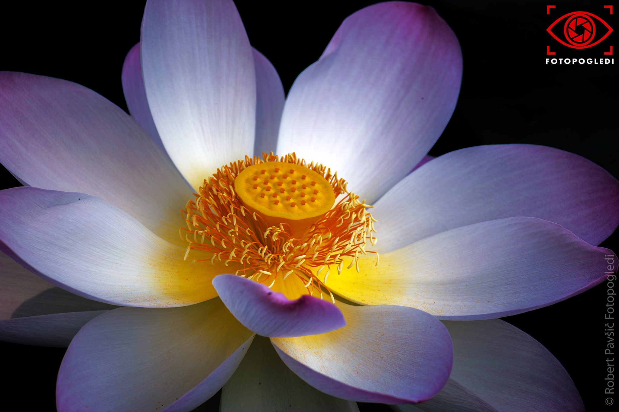 Nymphaea