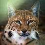 Lynx Portrait