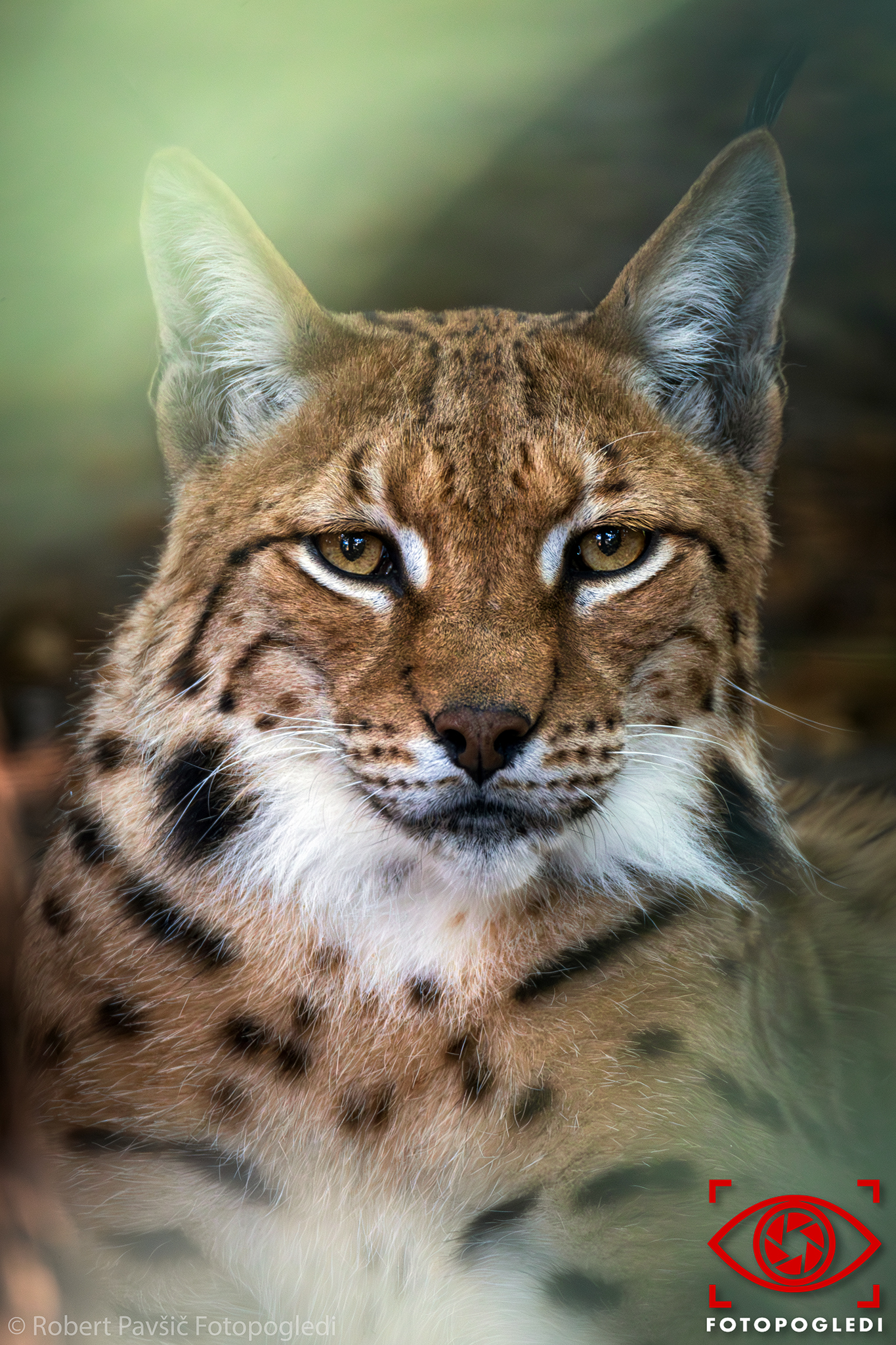 Lynx Portrait