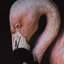 Flamingo Glamour