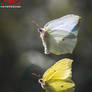 Butterfly Summer Love
