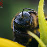 Xylocopa violacea