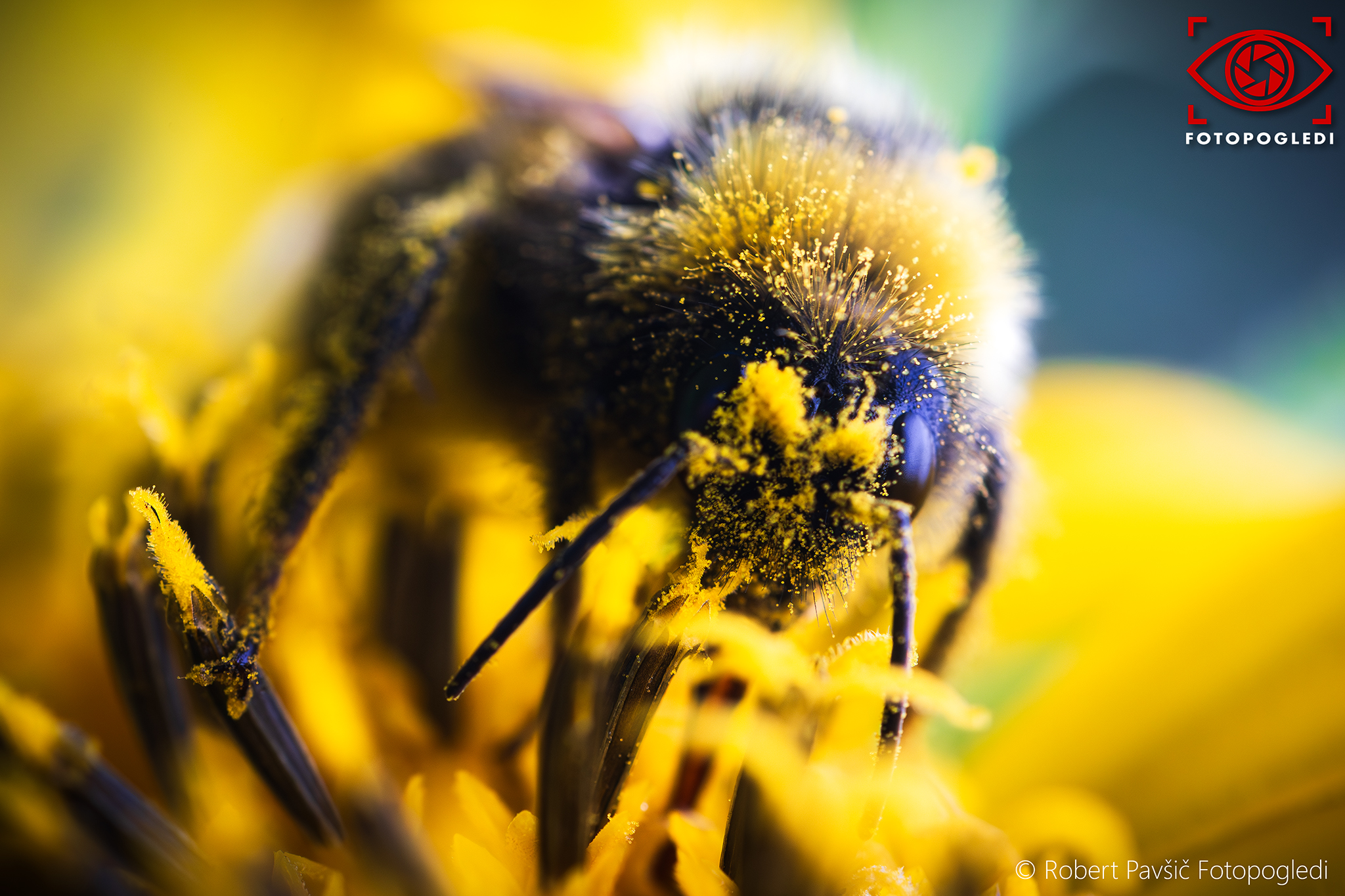 Honey World