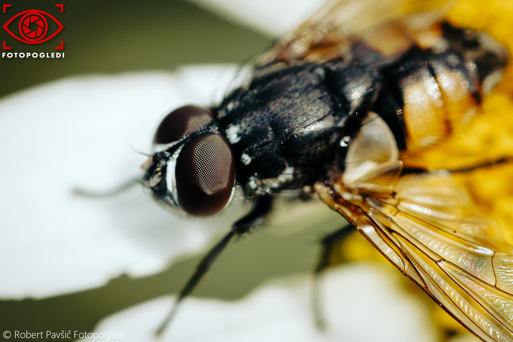 Just another fly