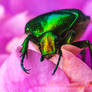 Cetonia Aurata