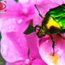 Golden Rose Chafer