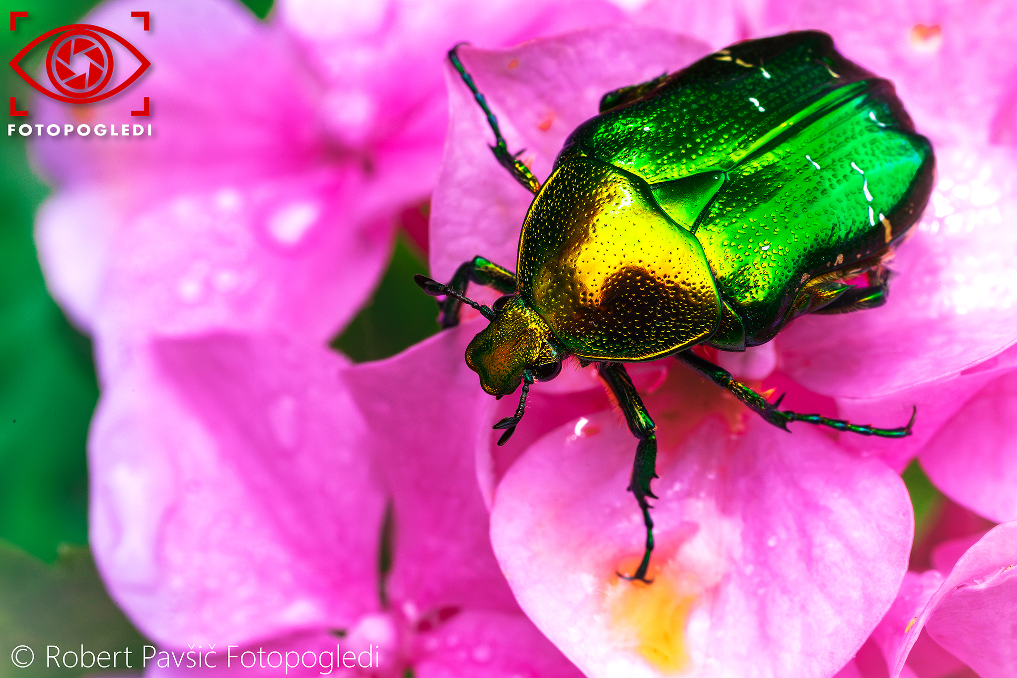 Golden Rose Chafer