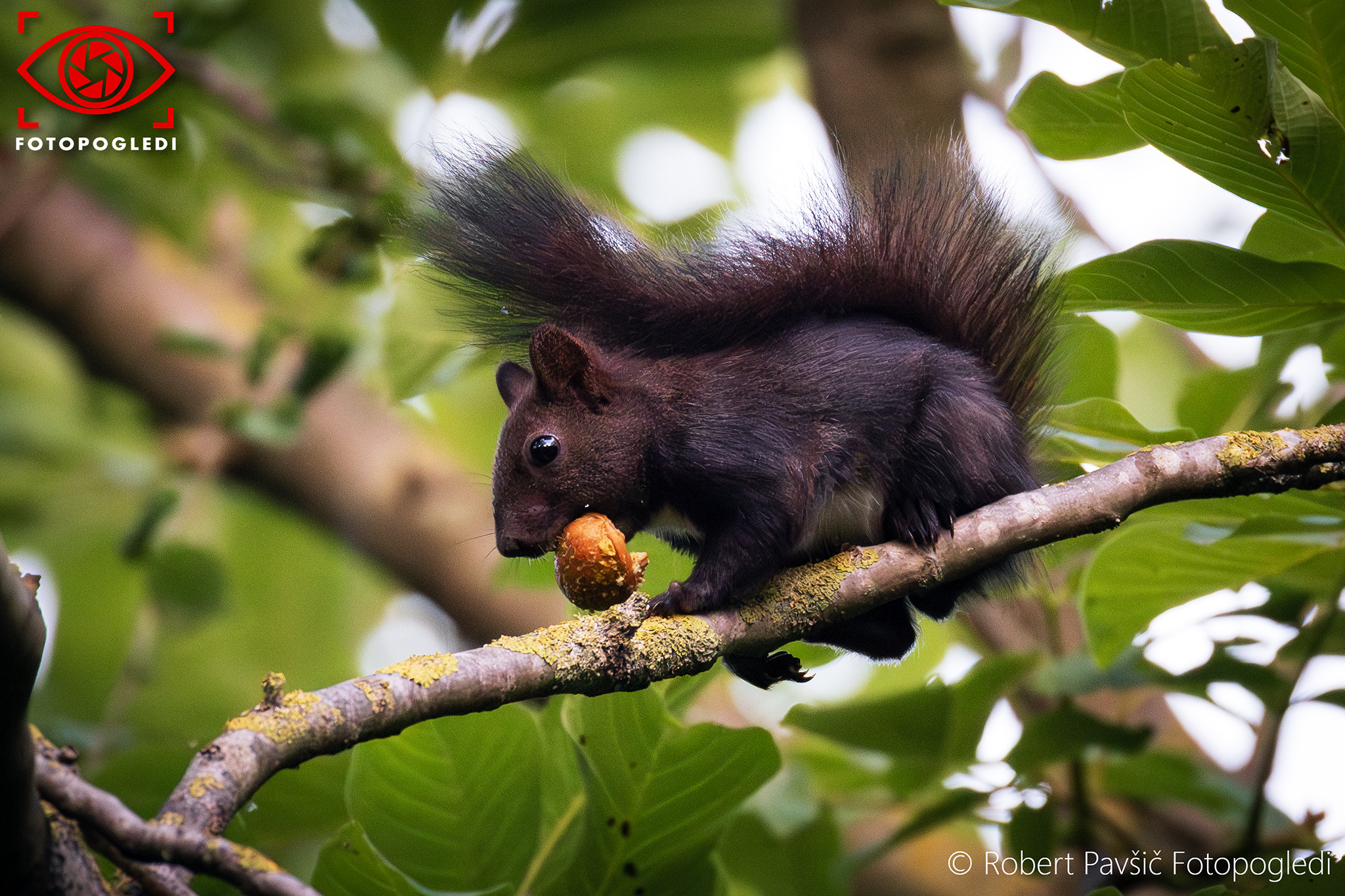 Squirrel life: Breakfast Time