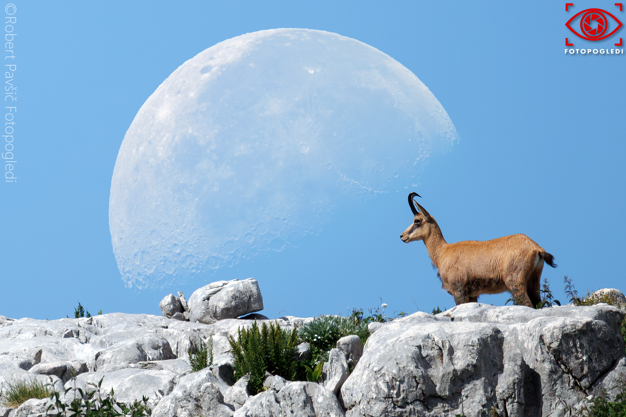 Alpmoon Story
