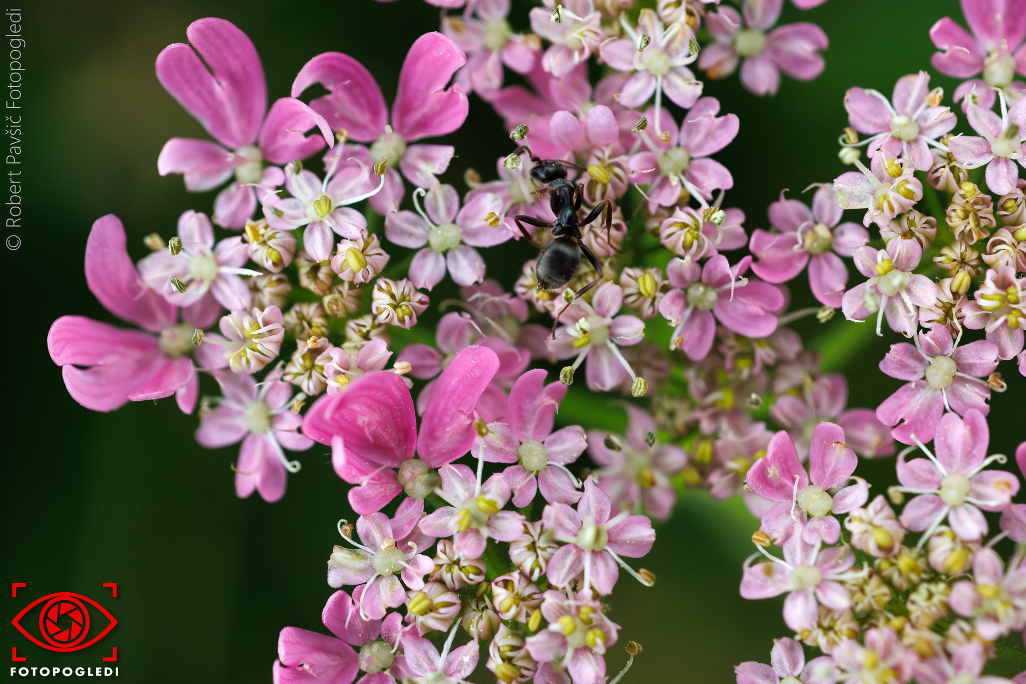 Just another Macro World