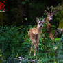 Morning Encounter - Lepena Slovenija