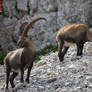 Capra Ibex Males