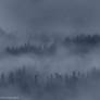 Rainy forest morning