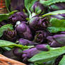 Carciofo violetto di Sant'Erasmo