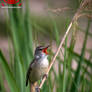 Acrocephalus arundinaceus