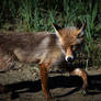 Simply a Fox Mother