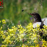 Ring Ouzel - Turdus torquatus