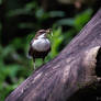 The white-throated dipper - Cinclus cinclus