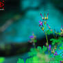 Just some flora near an Alpine waterstream