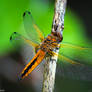 Libellula depressa