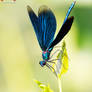Calopteryx virgo - Beautiful demoiselle